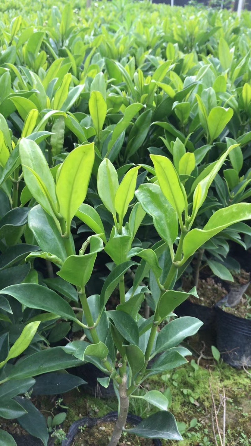 漳州基地供应非洲茉莉杯苗高度30