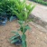 漳州基地供应非洲茉莉杯苗高度30