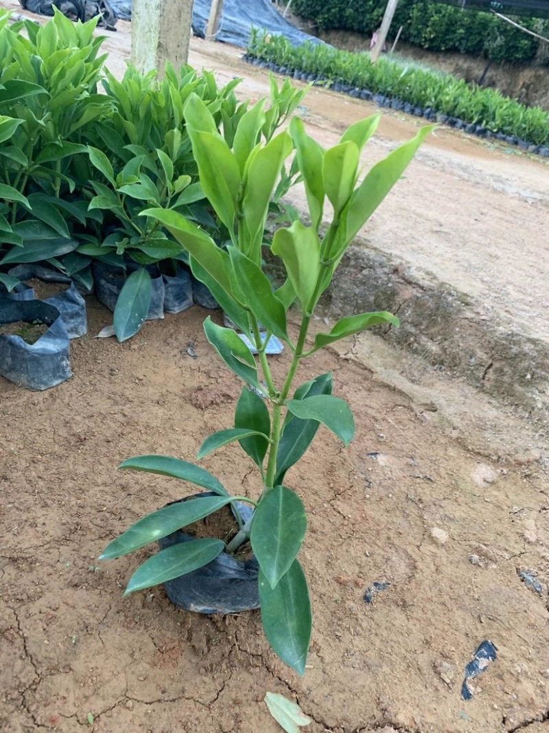 漳州基地供应非洲茉莉杯苗高度30