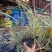 漳州基地大量供应银边草高度25-35