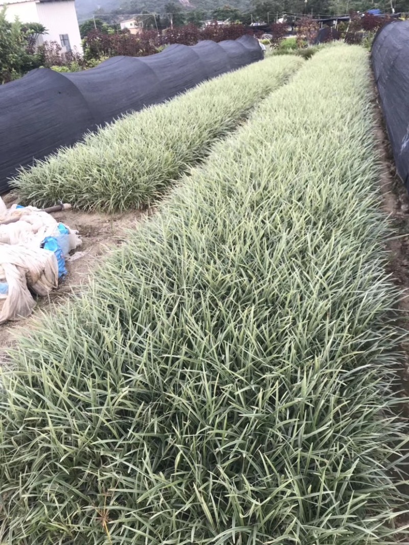 漳州基地大量供应银边草高度25-35