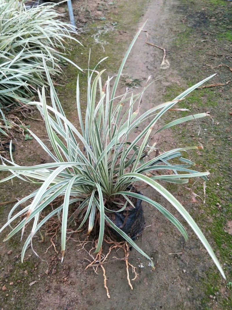 漳州基地大量供应银边草高度25-35