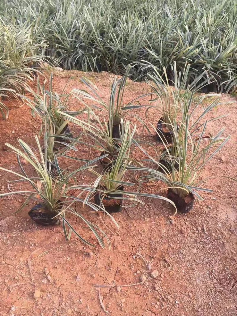 漳州基地大量供应银边草高度25-35