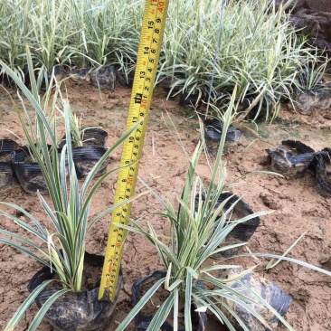 漳州基地大量供应银边草高度25-35
