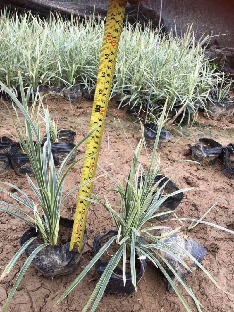 漳州基地大量供应银边草高度25-35