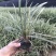 漳州基地大量供应银边草高度25-35