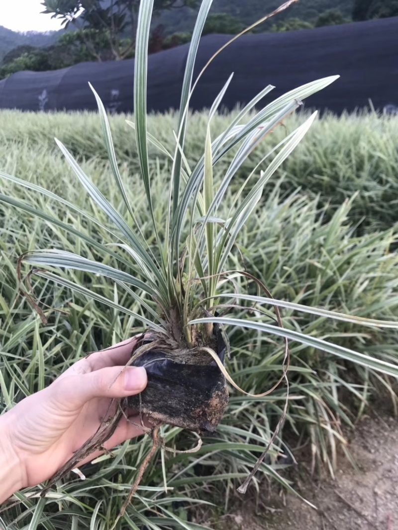 漳州基地大量供应银边草高度25-35