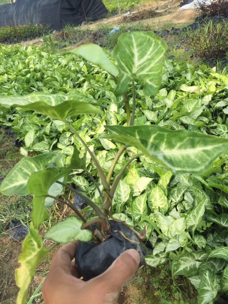 漳州基地大量供应合果芋/白蝴蝶，高度15-20
