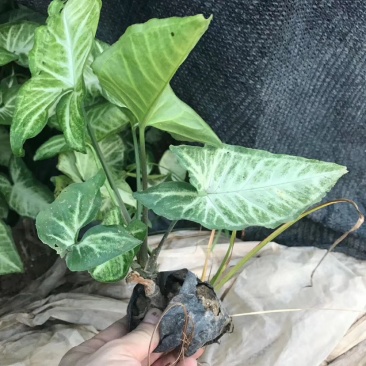 漳州基地大量供应合果芋/白蝴蝶，高度15-20