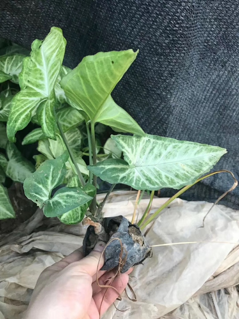 漳州基地大量供应合果芋/白蝴蝶，高度15-20