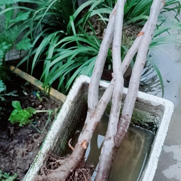 车厘子，樱桃树苗，嫁接苗，包邮到家，快速发货！保活！
