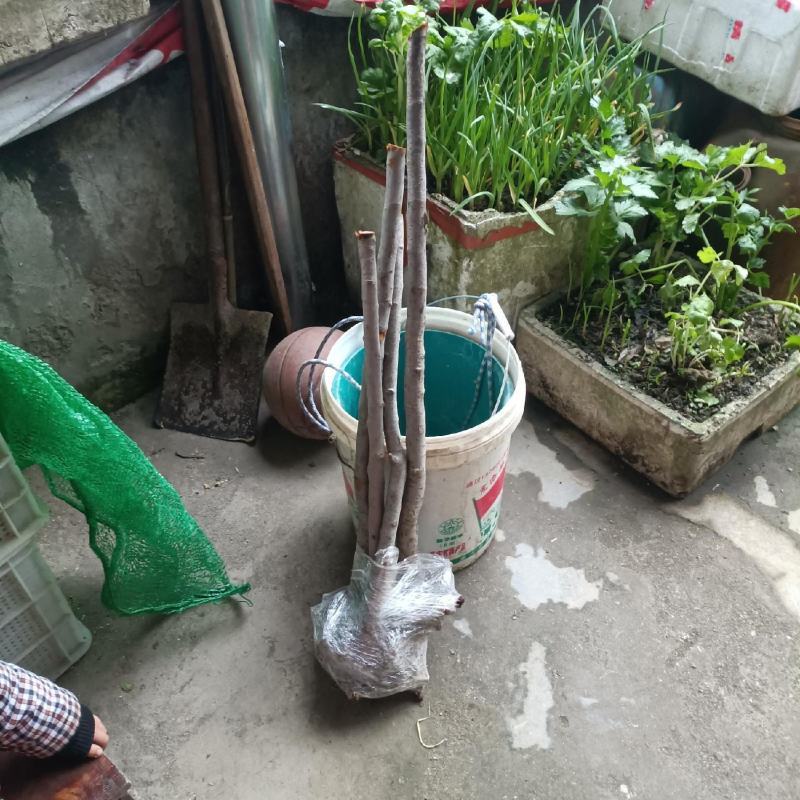 车厘子，樱桃树苗，嫁接苗，包邮到家，快速发货！保活！