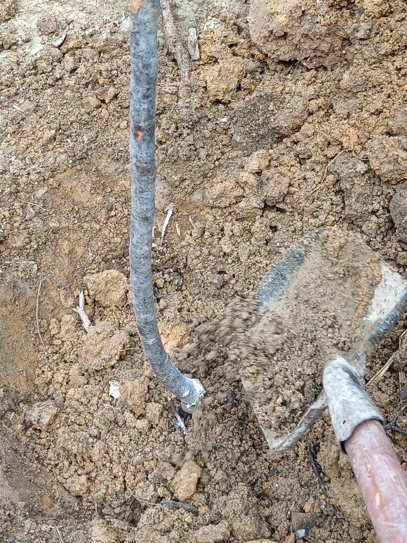 车厘子，樱桃树苗，嫁接苗，包邮到家，快速发货！保活！