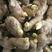 山东姜种，优质368高产姜种，全国发货，货源充足
