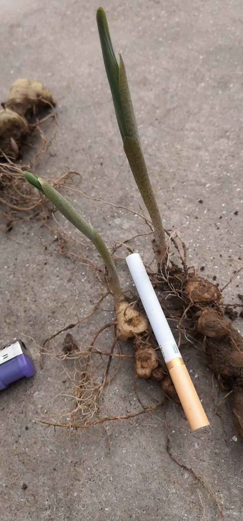 黄精种苗姜形多花黄精苗，鸡头黄精苗，一年苗，二年苗，三年