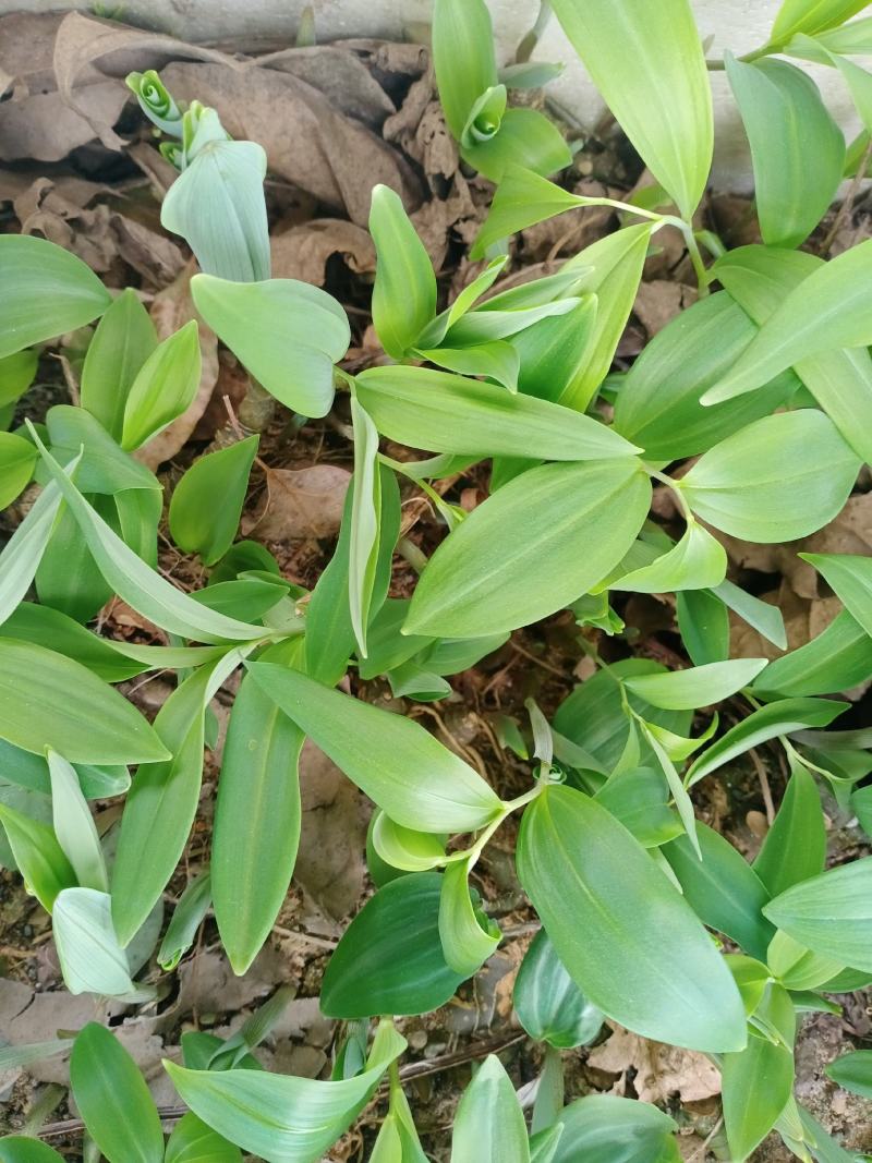 黄精种苗姜形多花黄精苗，鸡头黄精苗，一年苗，二年苗，三年