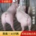 四川优良仔猪任意挑选防疫完善包成活包运货源充足