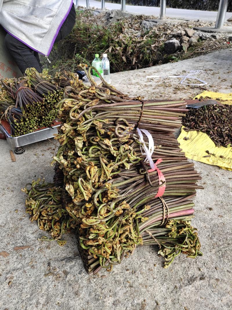 广西省河池市新鲜山野蕨菜产地直销一手货源全国批发