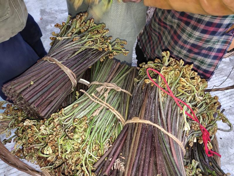 广西省河池市新鲜山野蕨菜产地直销一手货源全国批发
