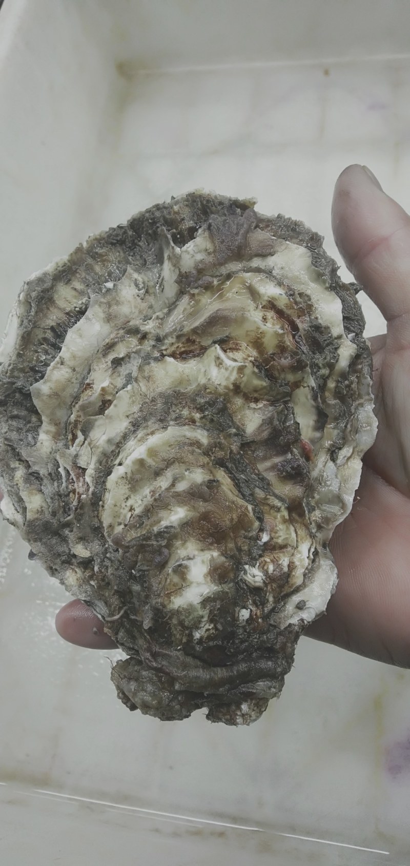 大连冷水蚝王