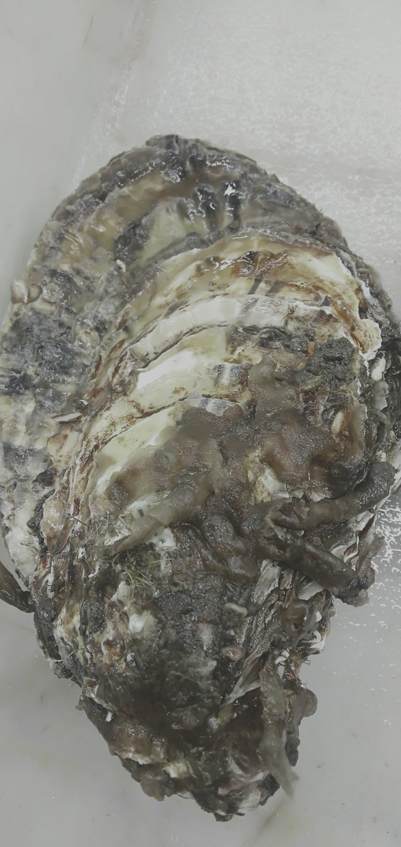 大连冷水蚝王