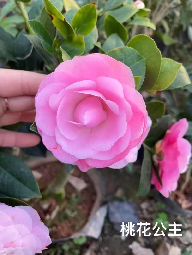 福建茶花产地批发小件起批颜色靓丽价格实惠