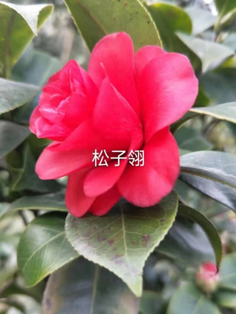 福建茶花产地批发小件起批颜色靓丽价格实惠