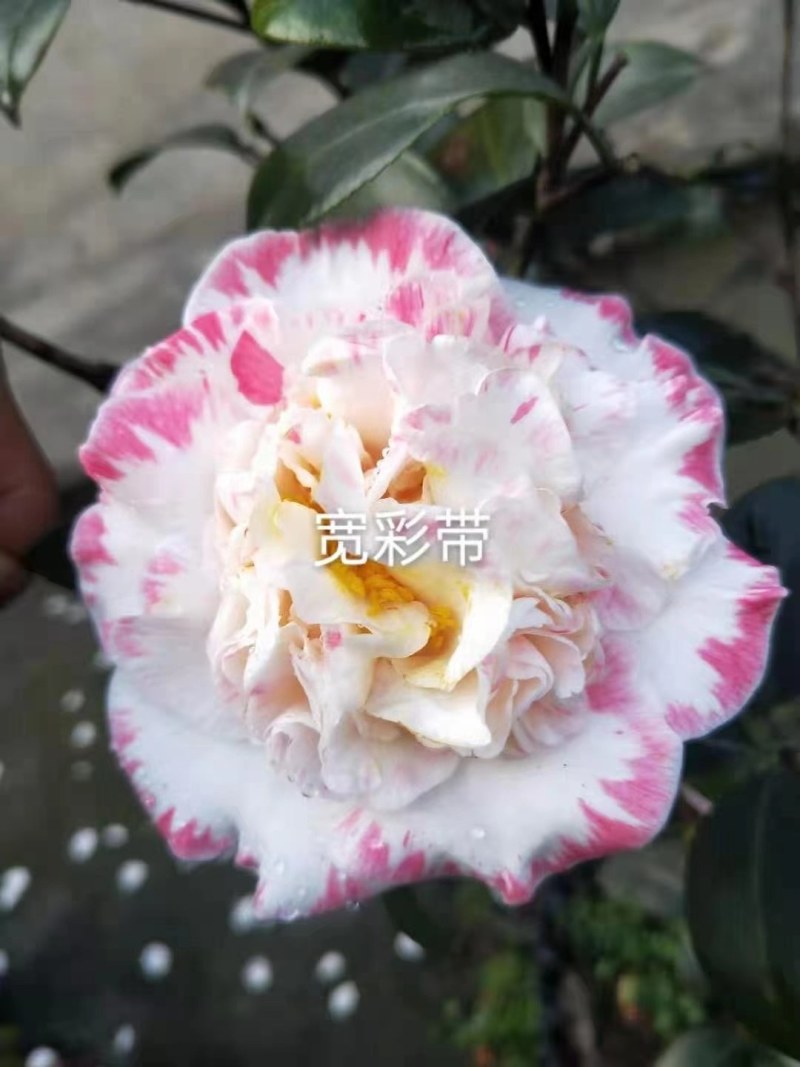 福建茶花产地批发小件起批颜色靓丽价格实惠