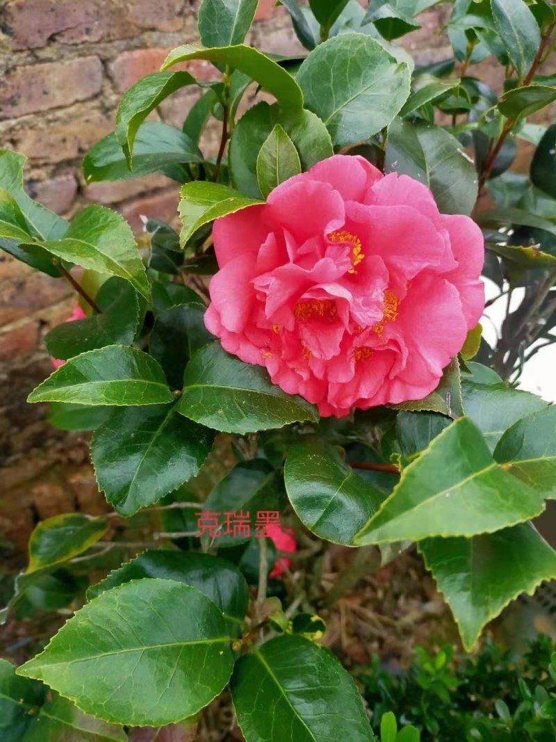 福建茶花产地批发小件起批颜色靓丽价格实惠