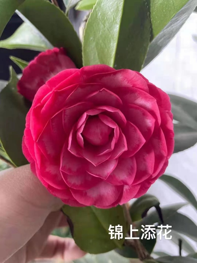 福建茶花产地批发小件起批颜色靓丽价格实惠