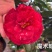 福建茶花产地批发小件起批颜色靓丽价格实惠
