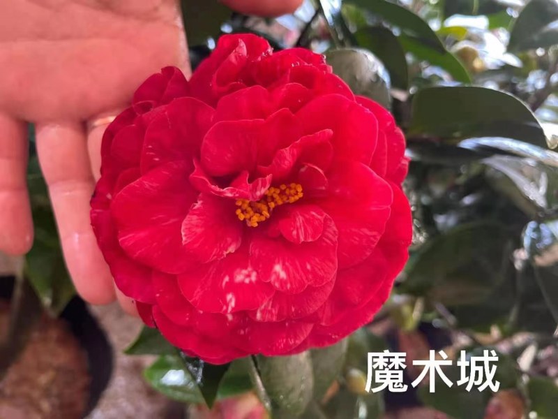 福建茶花产地批发小件起批颜色靓丽价格实惠