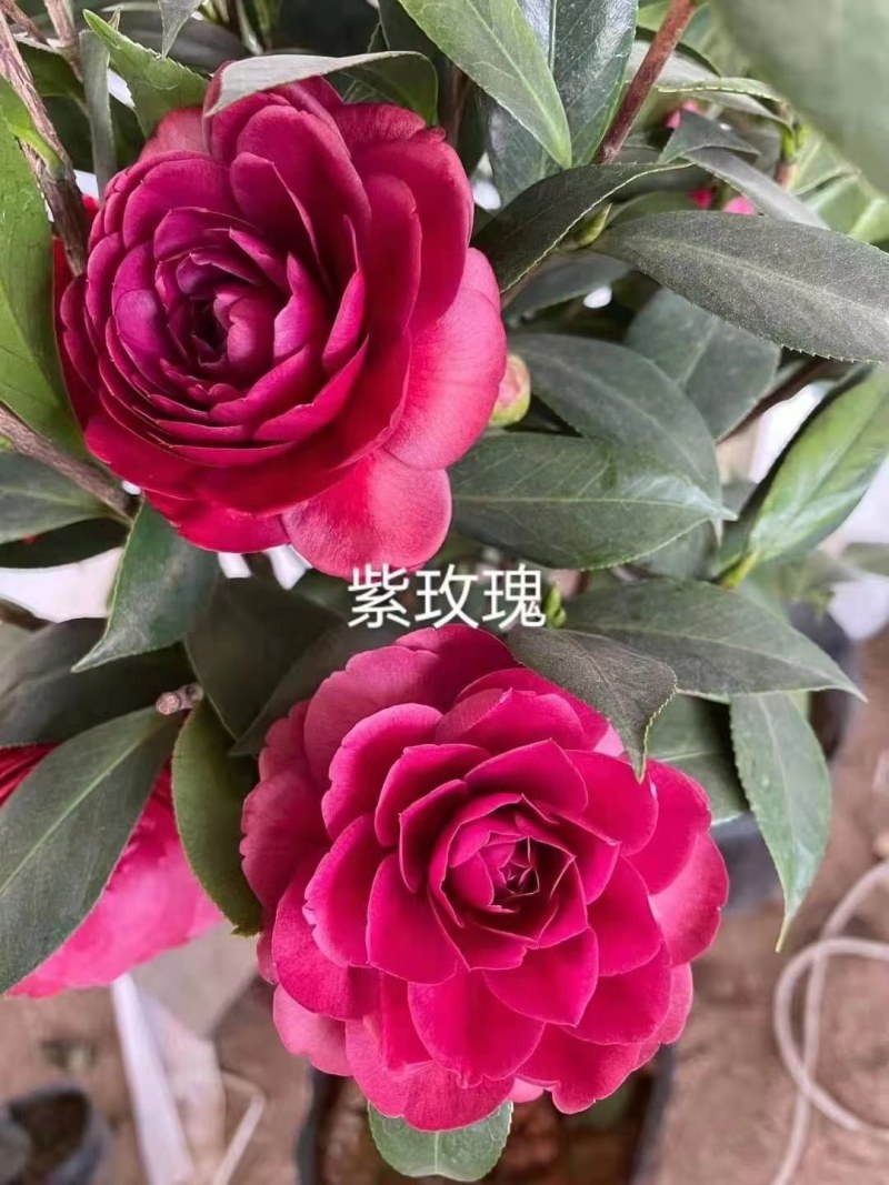 福建茶花产地批发小件起批颜色靓丽价格实惠