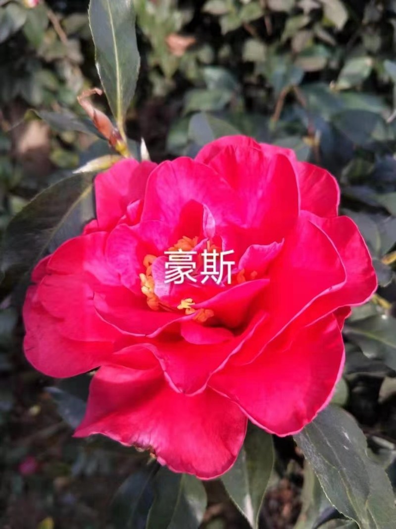 福建茶花产地批发小件起批颜色靓丽价格实惠