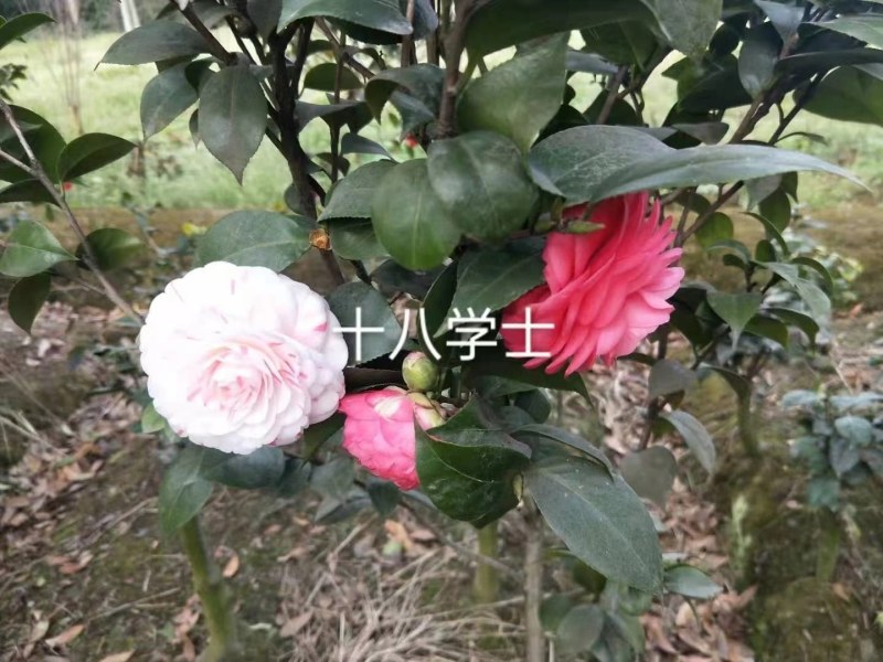 福建茶花产地批发小件起批颜色靓丽价格实惠