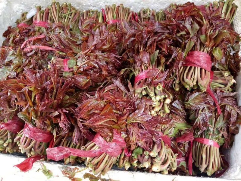 红香椿之乡临朐沂蒙山露天红香椿香椿芽农家种植采摘现摘现发