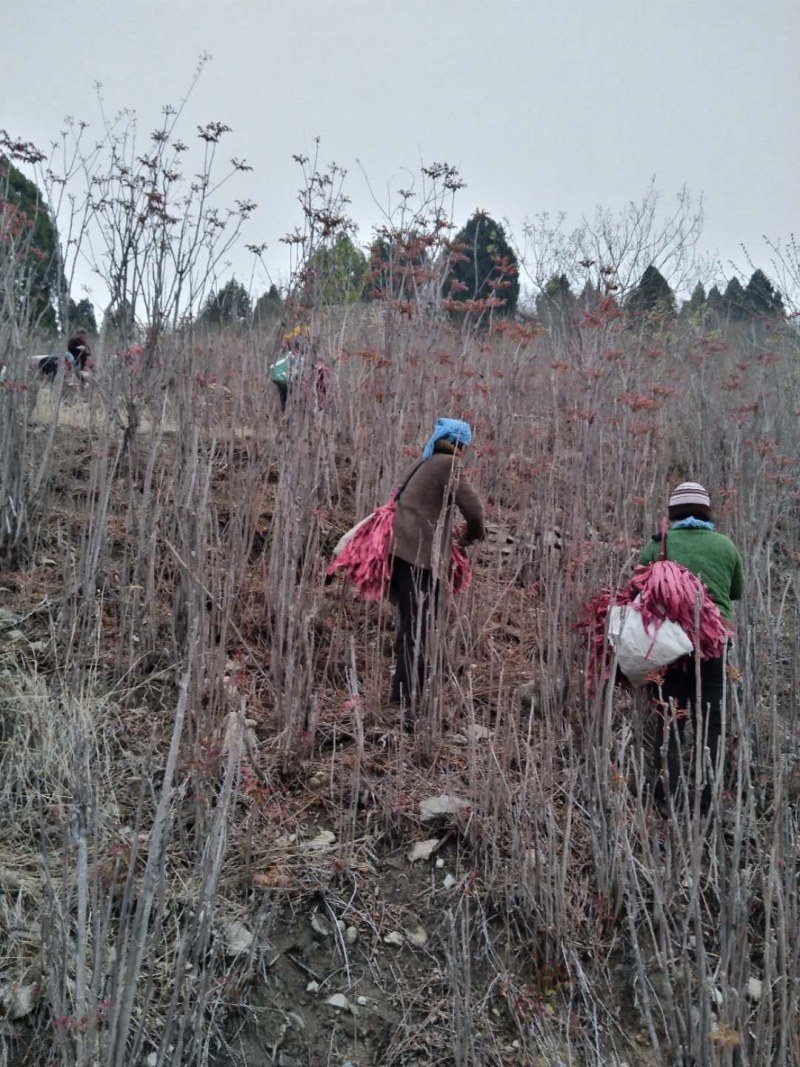红香椿之乡临朐沂蒙山露天红香椿香椿芽农家种植采摘现摘现发
