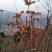 红香椿之乡临朐沂蒙山露天红香椿香椿芽农家种植采摘现摘现发
