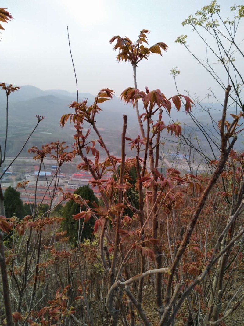 红香椿之乡临朐沂蒙山露天红香椿香椿芽农家种植采摘现摘现发