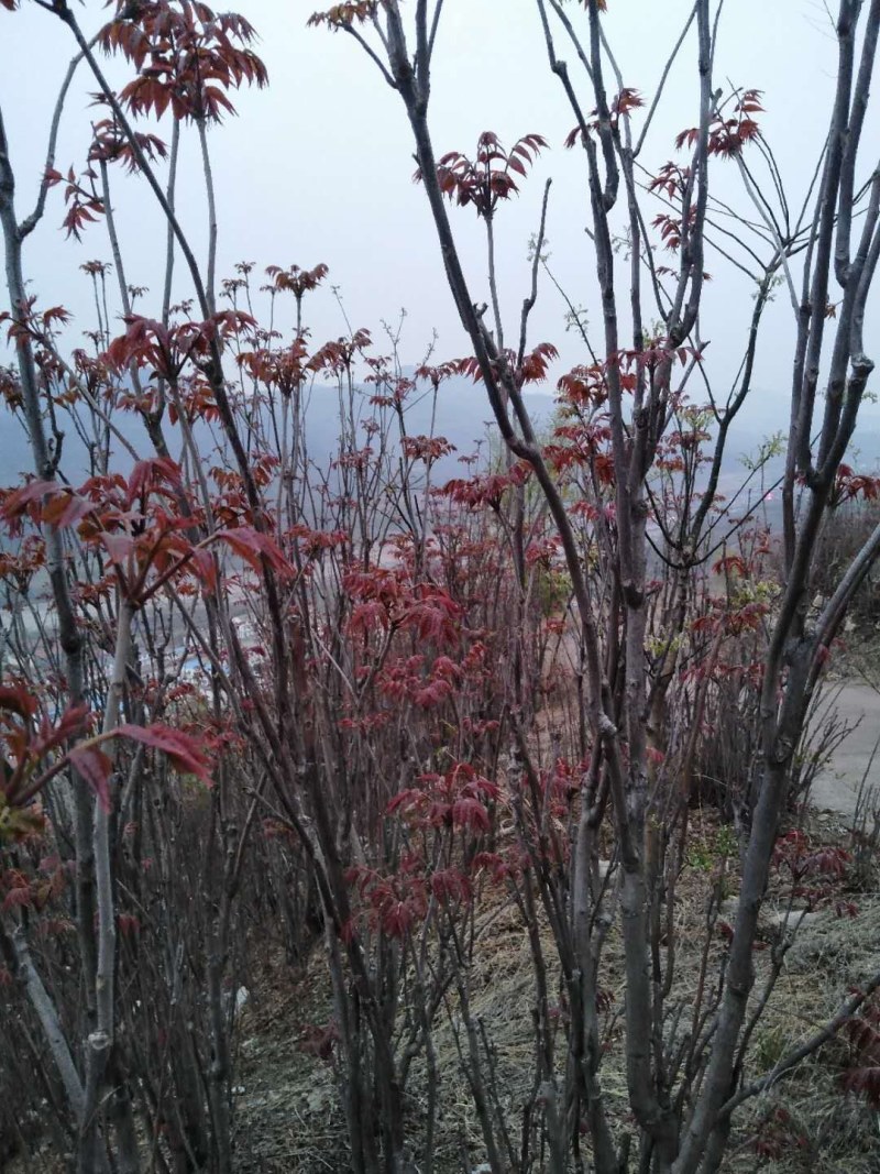 红香椿之乡临朐沂蒙山露天红香椿香椿芽农家种植采摘现摘现发