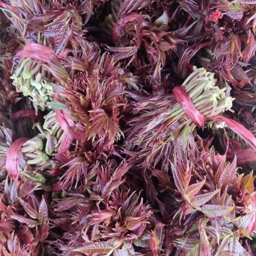 红香椿之乡临朐沂蒙山露天红香椿香椿芽农家种植采摘现摘现发