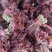 红香椿之乡临朐沂蒙山露天红香椿香椿芽农家种植采摘现摘现发