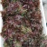红香椿之乡临朐沂蒙山露天红香椿香椿芽农家种植采摘现摘现发