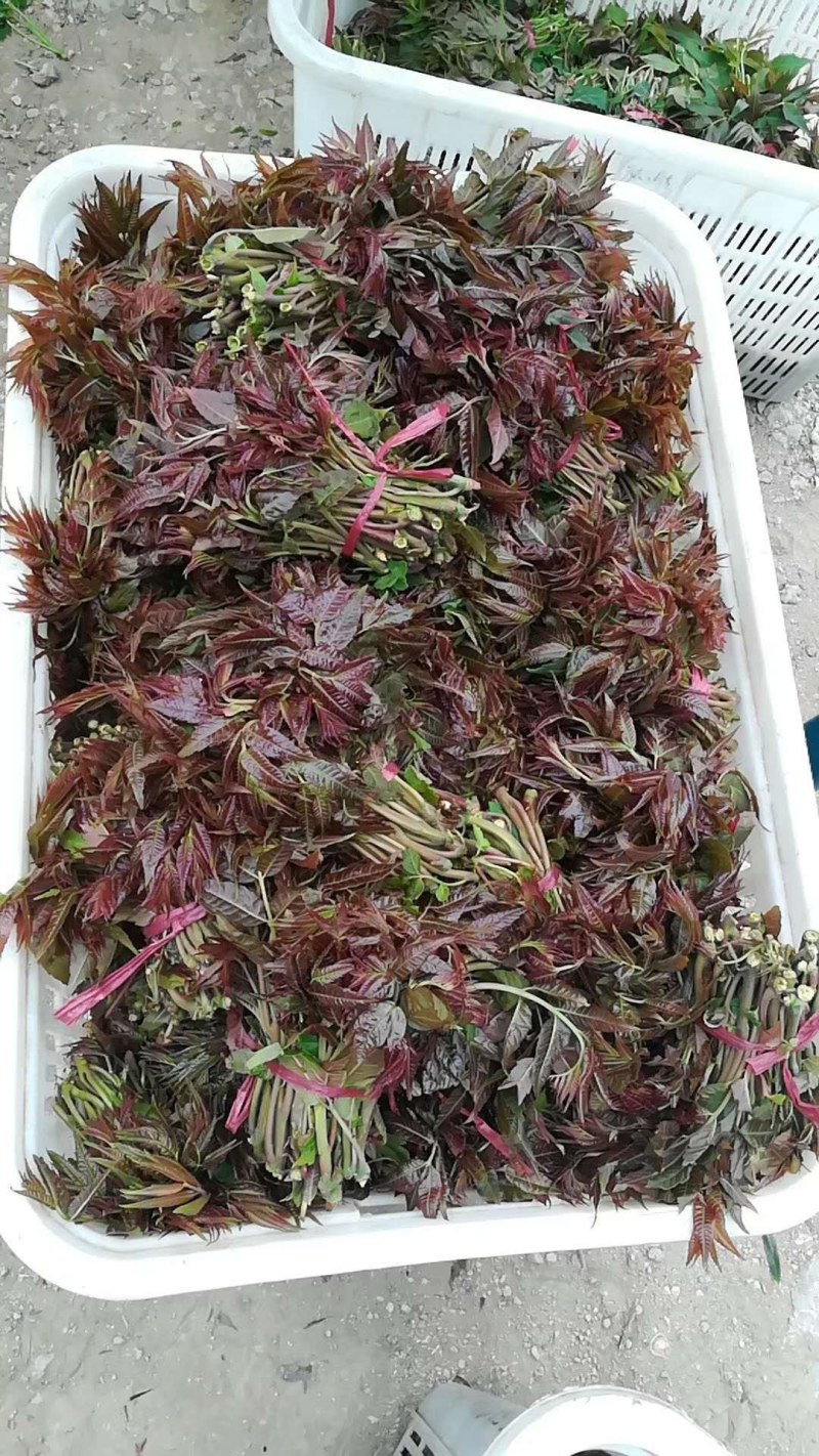 红香椿之乡临朐沂蒙山露天红香椿香椿芽农家种植采摘现摘现发