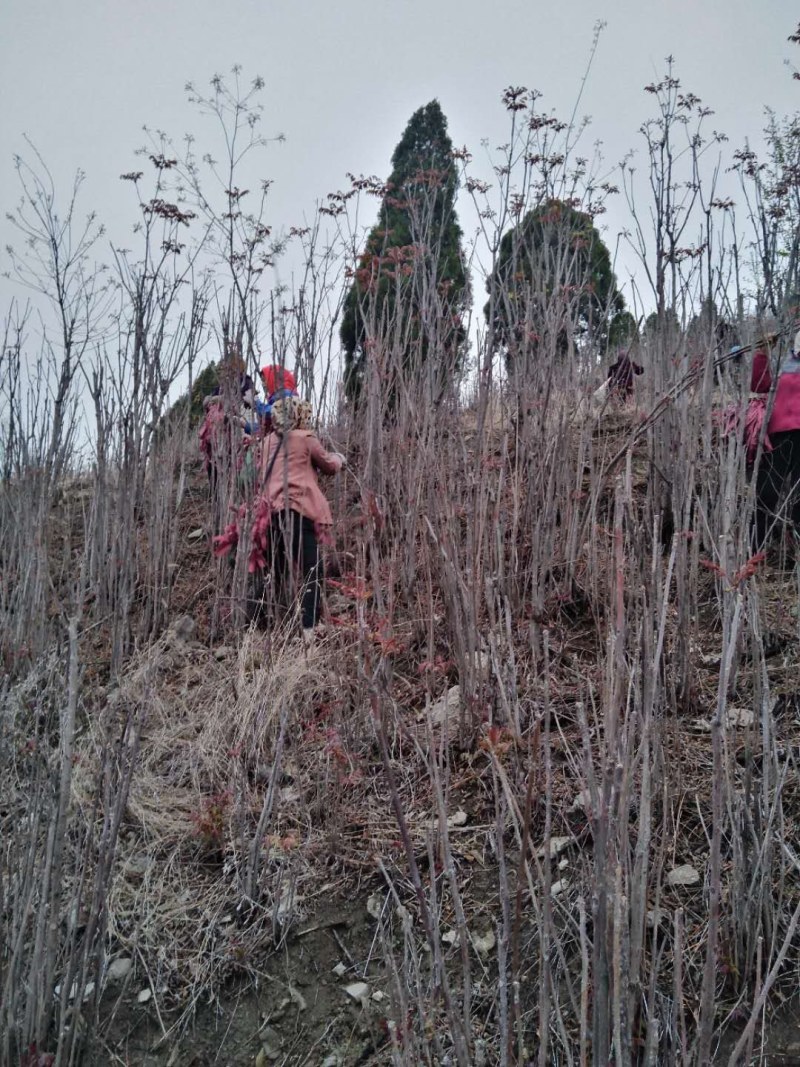 红香椿之乡临朐沂蒙山露天红香椿香椿芽农家种植采摘现摘现发