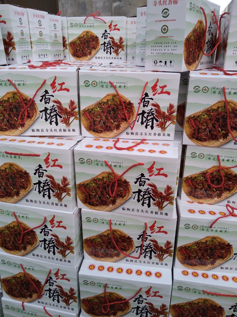 红香椿之乡临朐沂蒙山露天红香椿香椿芽农家种植采摘现摘现发