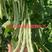 架豆王种子玉麒麟白荚芸豆种子高产不鼓粒种子