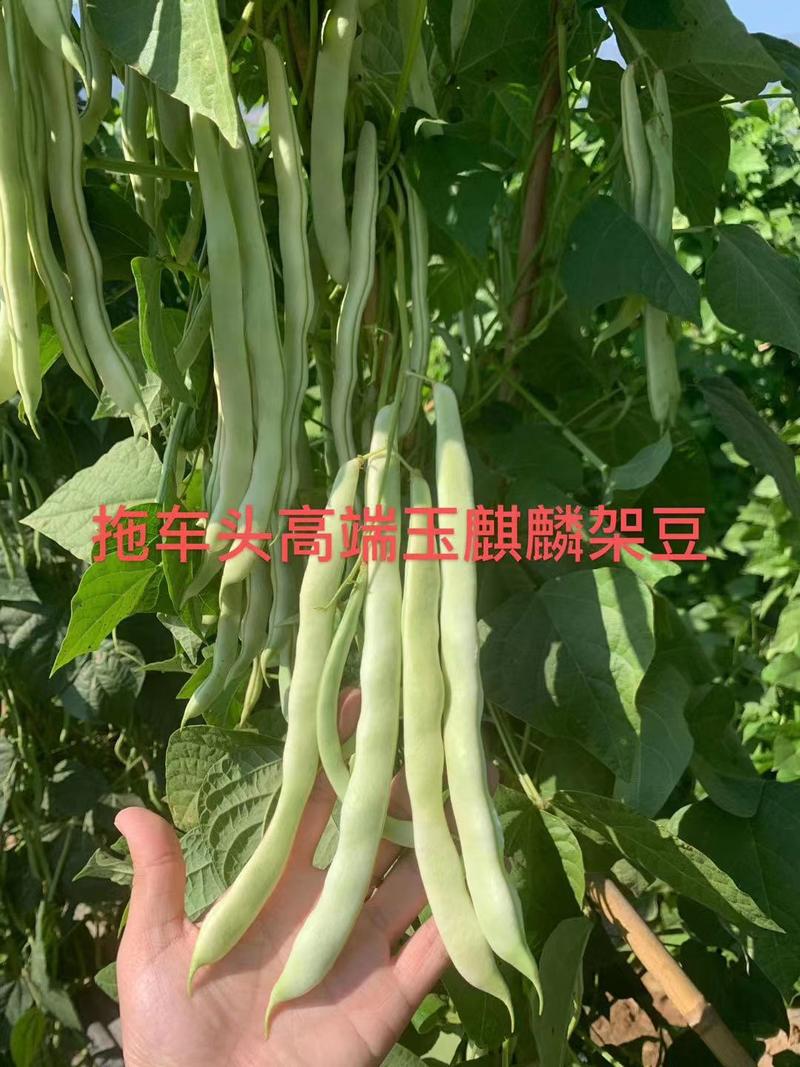 架豆王种子玉麒麟白荚芸豆种子高产不鼓粒种子