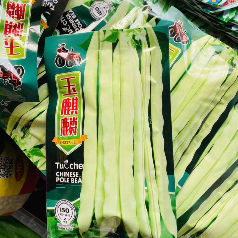 架豆王种子玉麒麟白荚芸豆种子高产不鼓粒种子