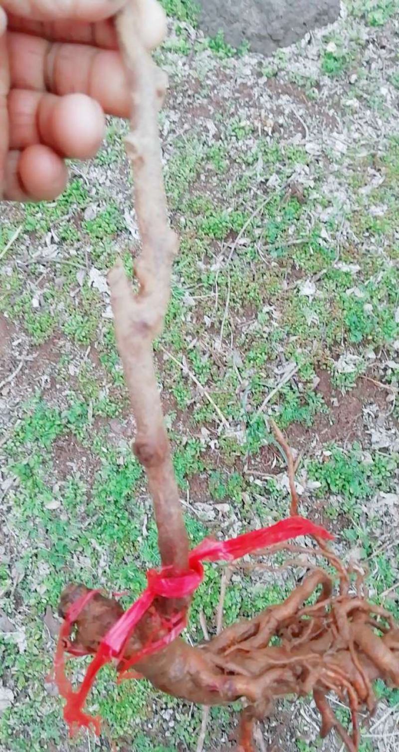 猕猴桃苗，嫁接苗，包邮到家，保活，快速发货！